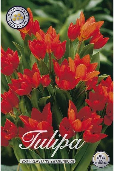 Tulip Praestans Zwanenburg 25-pak